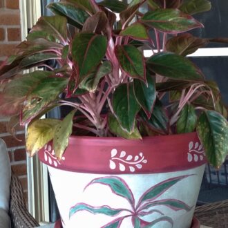 painted plant pot